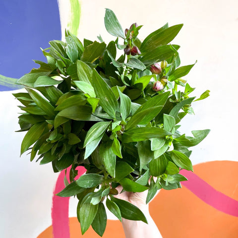 Peruvian Lily - Alstroemeria 'Inticancha Machu’ - British Grown Perennial - Sprouts of Bristol