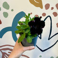 Petunia 'Black Satin' - Sprouts of Bristol