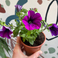 Petunia 'Deep Lavender Vein' - British Grown - Sprouts of Bristol