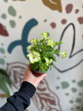 Petunia 'Fortado Special White Green Edge' - British Grown - Sprouts of Bristol