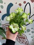 Petunia 'Fortado Special White Green Edge' - British Grown - Sprouts of Bristol