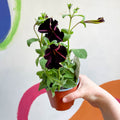 Petunia 'Pinstripe' - British Grown - Sprouts of Bristol