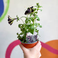 Petunia 'Pinstripe' - British Grown - Sprouts of Bristol