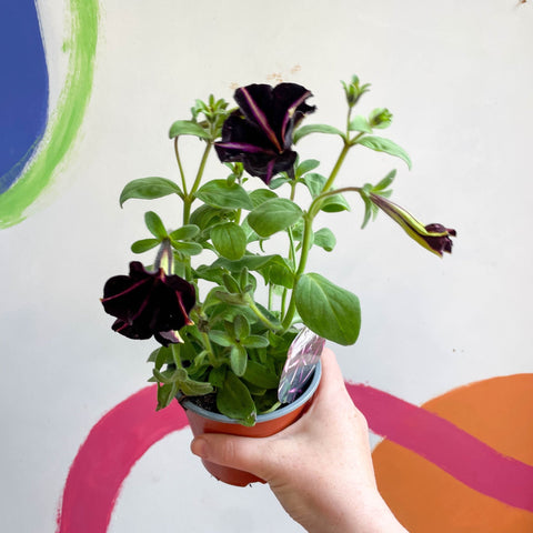 Petunia 'Pinstripe' - British Grown - Sprouts of Bristol