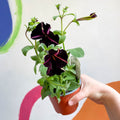 Petunia 'Pinstripe' - British Grown - Sprouts of Bristol