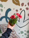 Petunia 'Sanguna Red' - British Grown - Sprouts of Bristol
