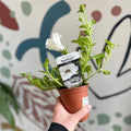 Petunia 'Surfinia White' - British Grown - Sprouts of Bristol