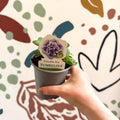 Petunia 'Tumbelina Priscilla Pro' - British Grown - Sprouts of Bristol