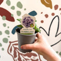 Petunia 'Tumbelina Priscilla Pro' - British Grown - Sprouts of Bristol