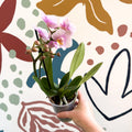 Phalaenopsis 'Andorra' - Pale Pink Moth Orchid - Sprouts of Bristol