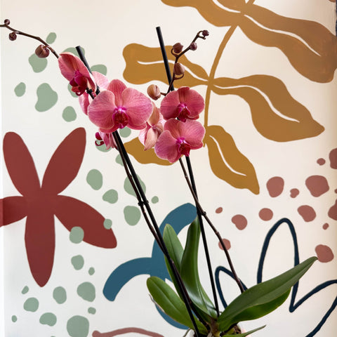 Phalaenopsis 'Anthura Narbonne' - Peach Pink Moth Orchid - Sprouts of Bristol