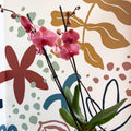 Phalaenopsis 'Anthura Narbonne' - Peach Pink Moth Orchid - Sprouts of Bristol