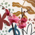 Phalaenopsis 'Anthura Narbonne' - Peach Pink Moth Orchid - Sprouts of Bristol