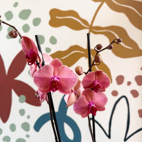 Phalaenopsis 'Anthura Narbonne' - Peach Pink Moth Orchid - Sprouts of Bristol