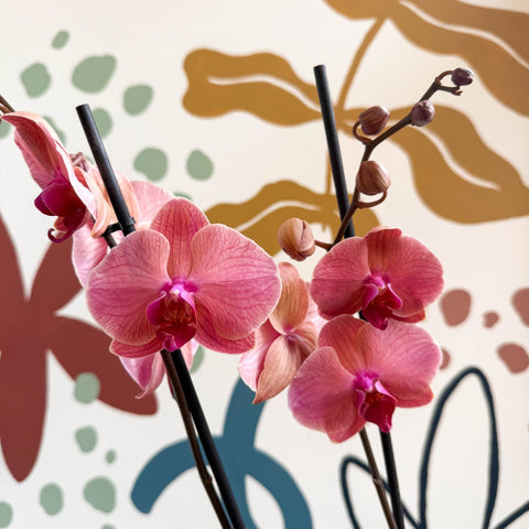 Phalaenopsis 'Anthura Narbonne' - Peach Pink Moth Orchid - Sprouts of Bristol