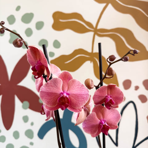 Phalaenopsis 'Anthura Narbonne' - Peach Pink Moth Orchid - Sprouts of Bristol