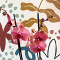 Phalaenopsis 'Anthura Narbonne' - Peach Pink Moth Orchid - Sprouts of Bristol