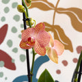 Phalaenopsis 'Anthura Ravello' - Pink and Peach Moth Orchid - Sprouts of Bristol