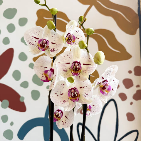 Phalaenopsis 'Bohemian Goya' - Pink and White Moth Orchid - Sprouts of Bristol
