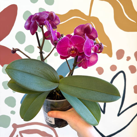 Phalaenopsis - Deep Pink Moth Orchid - Sprouts of Bristol