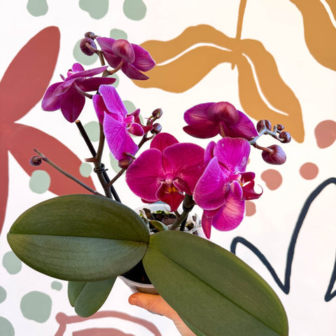 Phalaenopsis - Deep Pink Moth Orchid - Sprouts of Bristol