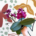 Phalaenopsis - Deep Pink Moth Orchid - Sprouts of Bristol