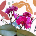Phalaenopsis - Deep Pink Moth Orchid - Sprouts of Bristol