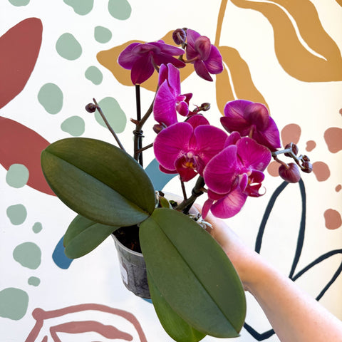 Phalaenopsis - Deep Pink Moth Orchid - Sprouts of Bristol