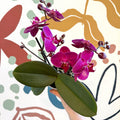 Phalaenopsis - Deep Pink Moth Orchid - Sprouts of Bristol
