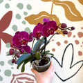 Phalaenopsis - Deep Pink Moth Orchid - Sprouts of Bristol