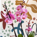 Phalaenopsis 'Elion' - Pink Moth Orchid - Sprouts of Bristol