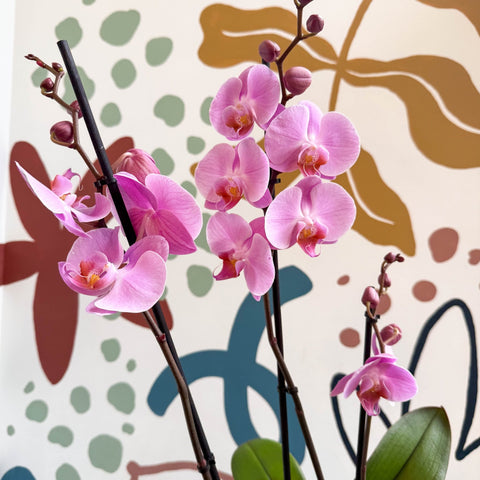 Phalaenopsis 'Elion' - Pink Moth Orchid - Sprouts of Bristol