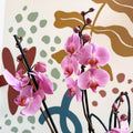 Phalaenopsis 'Elion' - Pink Moth Orchid - Sprouts of Bristol