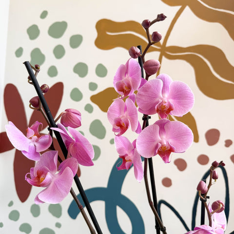 Phalaenopsis 'Elion' - Pink Moth Orchid - Sprouts of Bristol