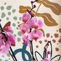 Phalaenopsis 'Elion' - Pink Moth Orchid - Sprouts of Bristol
