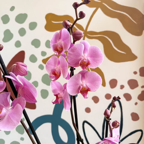 Phalaenopsis 'Elion' - Pink Moth Orchid - Sprouts of Bristol