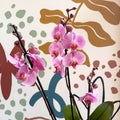 Phalaenopsis 'Elion' - Pink Moth Orchid - Sprouts of Bristol