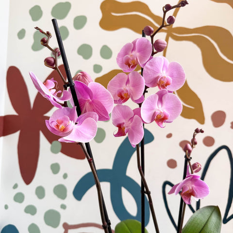 Phalaenopsis 'Elion' - Pink Moth Orchid - Sprouts of Bristol