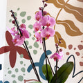 Phalaenopsis 'Elion' - Pink Moth Orchid - Sprouts of Bristol