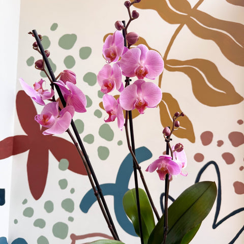 Phalaenopsis 'Elion' - Pink Moth Orchid - Sprouts of Bristol