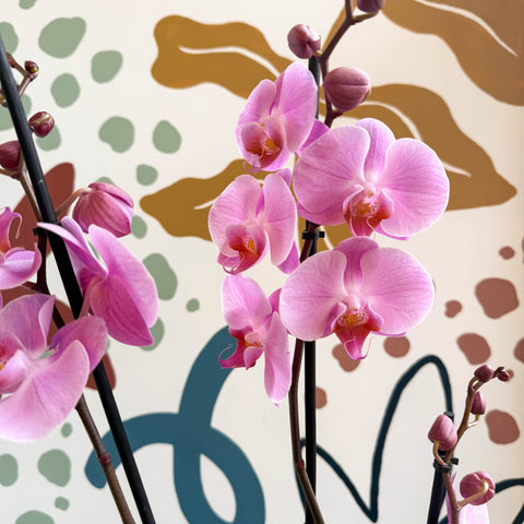 Phalaenopsis 'Elion' - Pink Moth Orchid - Sprouts of Bristol