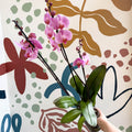 Phalaenopsis 'Elion' - Pink Moth Orchid - Sprouts of Bristol