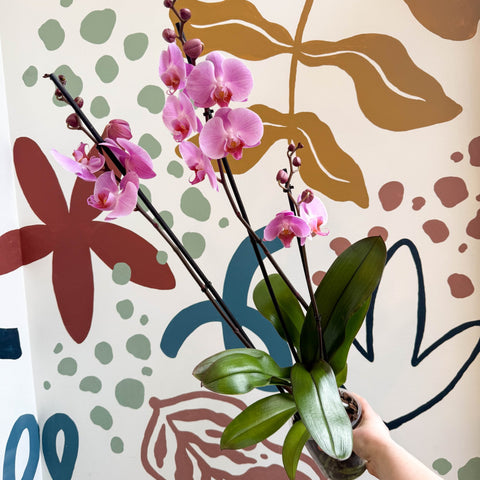 Phalaenopsis 'Elion' - Pink Moth Orchid - Sprouts of Bristol
