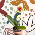 Phalaenopsis - Lime Green Yellow and Bright Pink Spotted Moth Orchid - Sprouts of Bristol