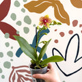 Phalaenopsis - Lime Green Yellow and Bright Pink Spotted Moth Orchid - Sprouts of Bristol