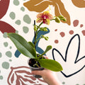 Phalaenopsis - Lime Green Yellow and Bright Pink Spotted Moth Orchid - Sprouts of Bristol
