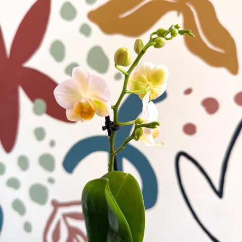 Phalaenopsis - Pale Peachy Pink Moth Orchid - Sprouts of Bristol