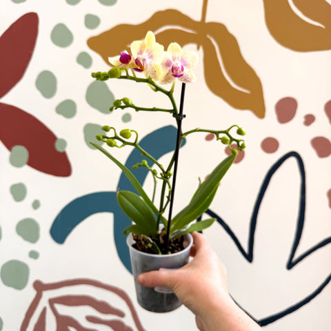 Phalaenopsis - Pale Yellow and Pink Tiny Spotted Moth Orchid - Sprouts of Bristol
