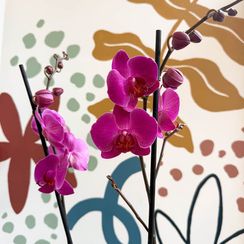 Phalaenopsis - Purple Moth Orchid - Sprouts of Bristol