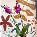 Phalaenopsis - Purple Moth Orchid - Sprouts of Bristol